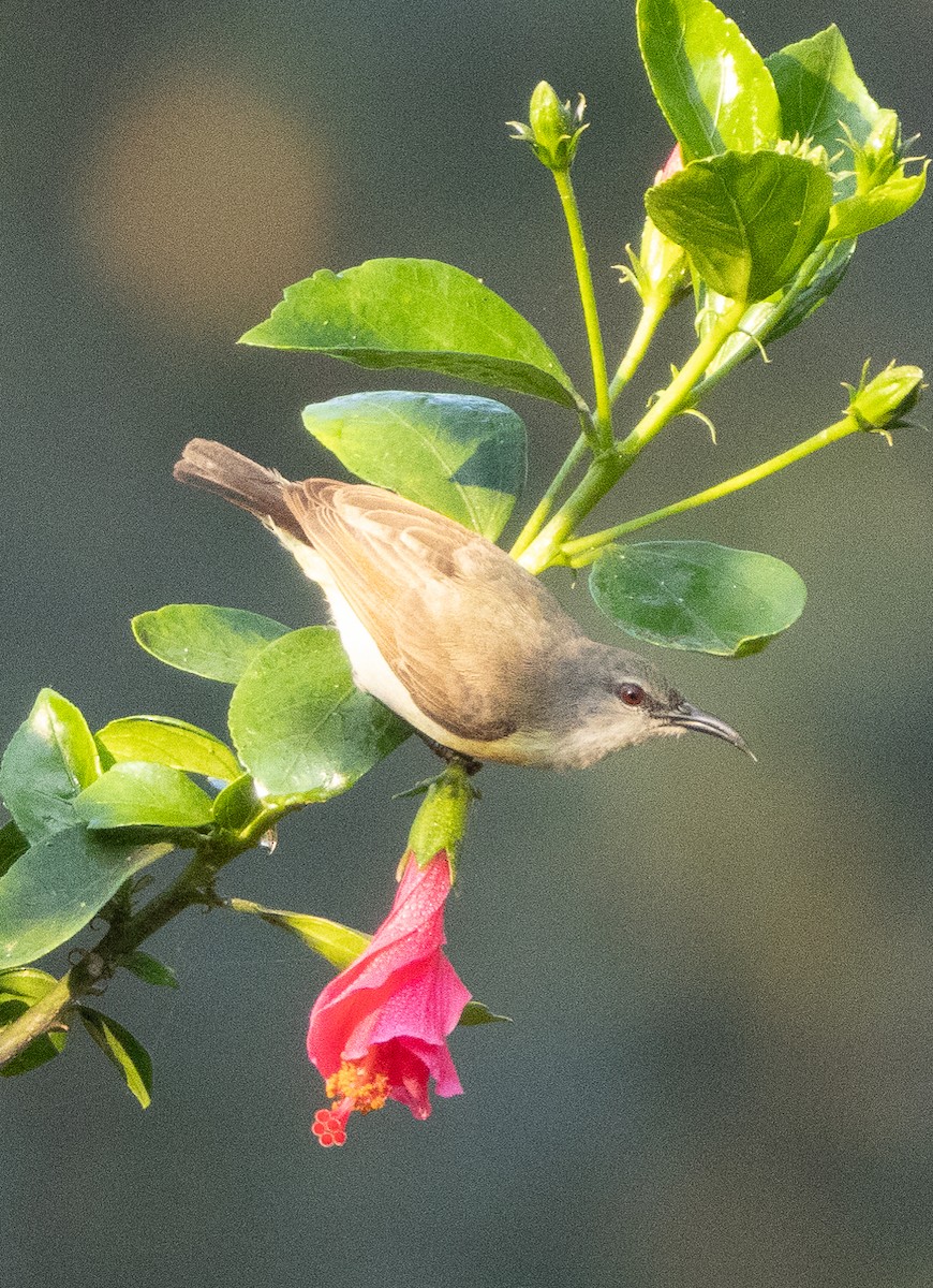 Purple-rumped Sunbird - ML647134031