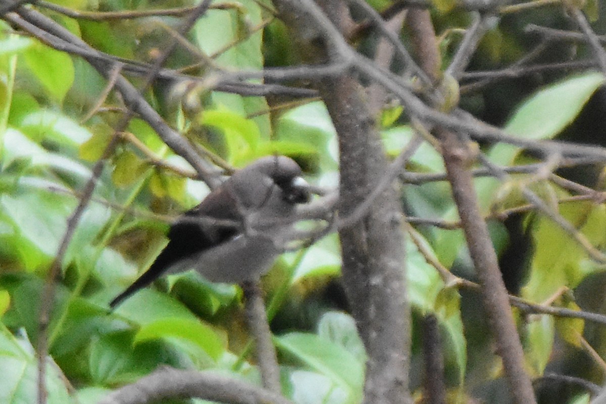 Brown Bullfinch - ML647134033