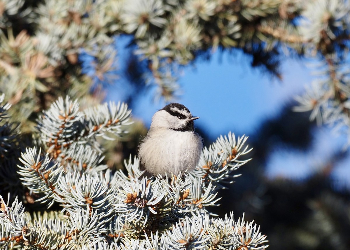 Mountain Chickadee - ML647134034