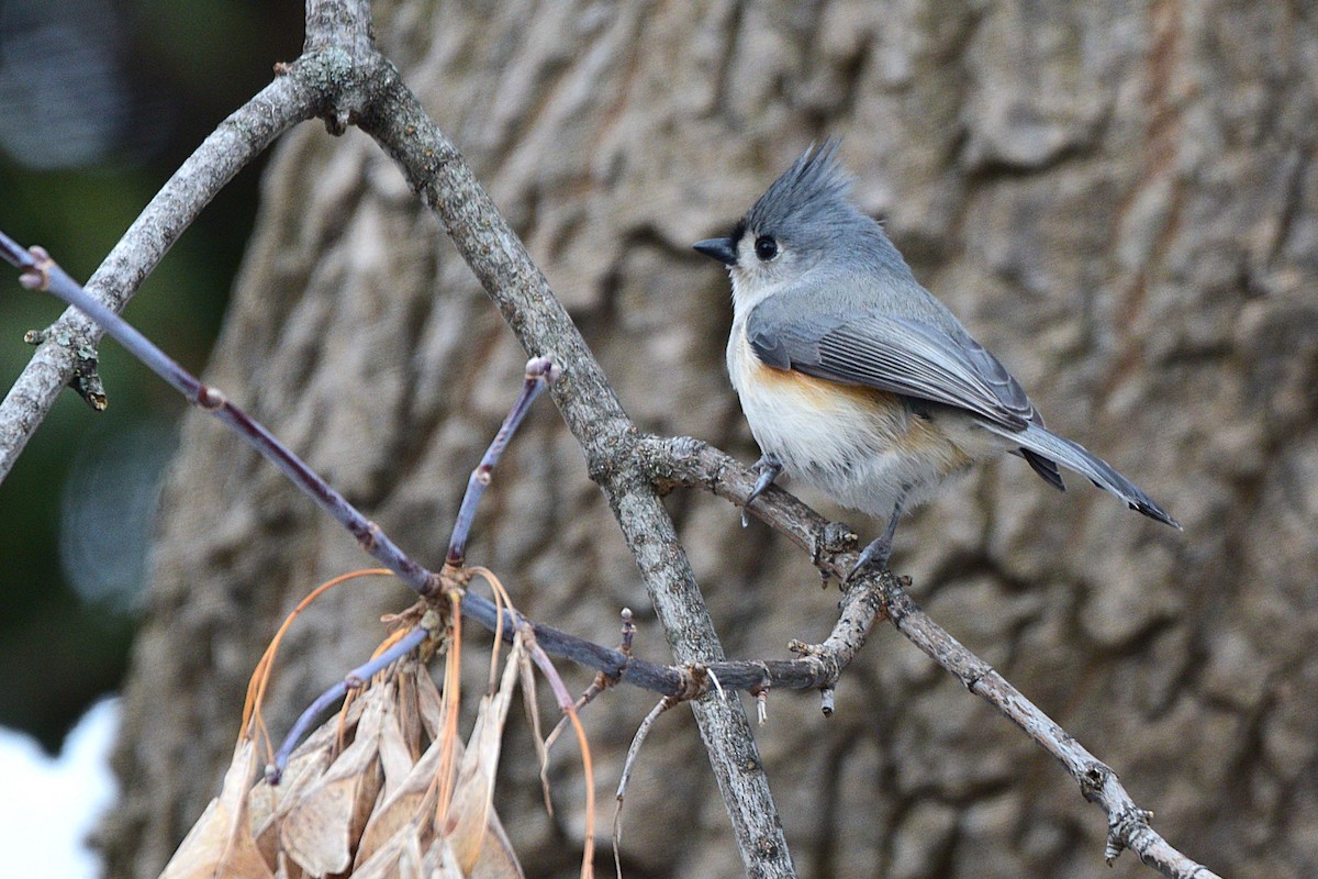 Tufted Titmouse - ML647134040