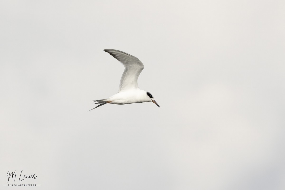 メリケンアジサシ - ML647134042