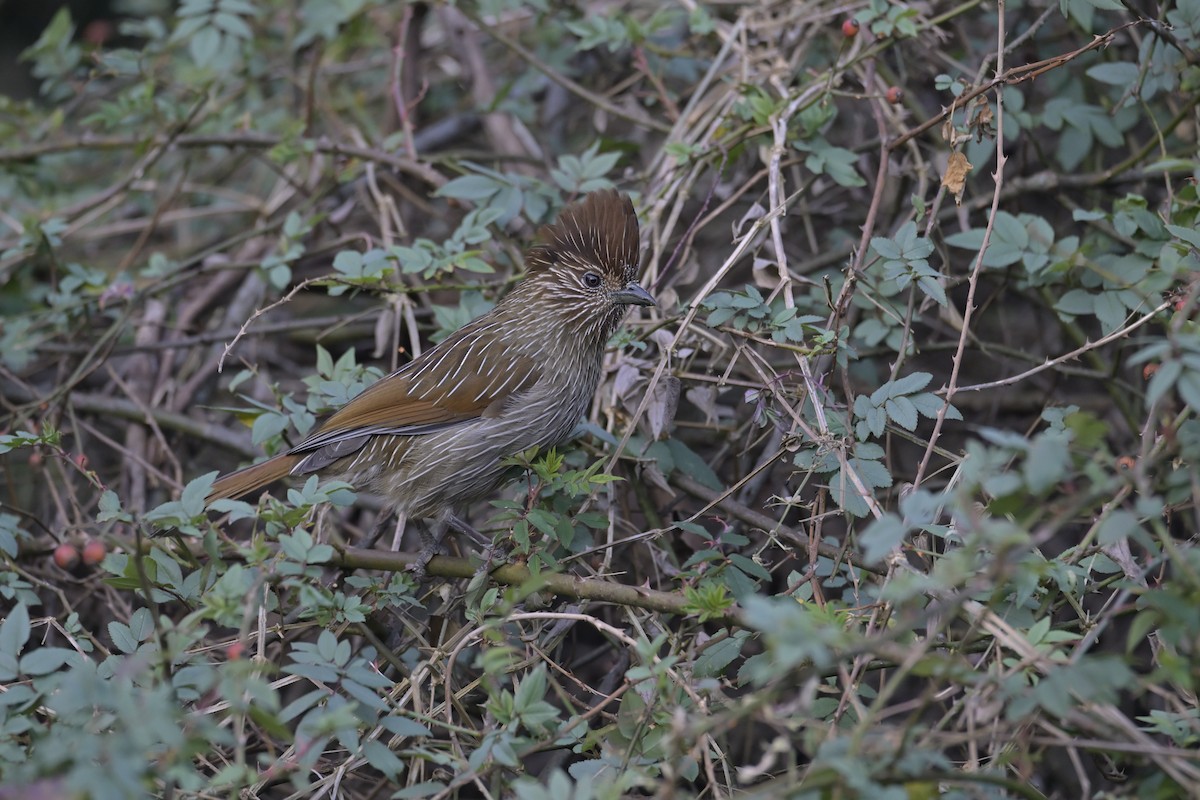 Striated Laughingthrush - ML647134043