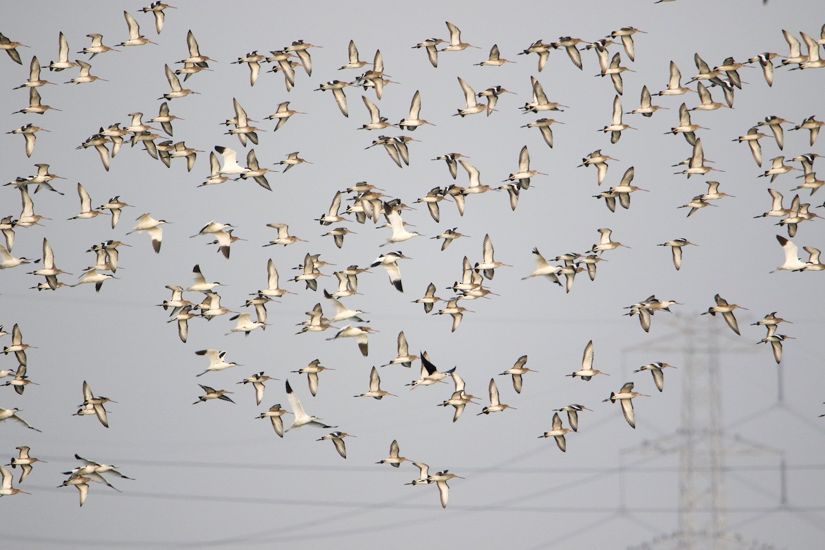 黑尾鷸 - ML647134048