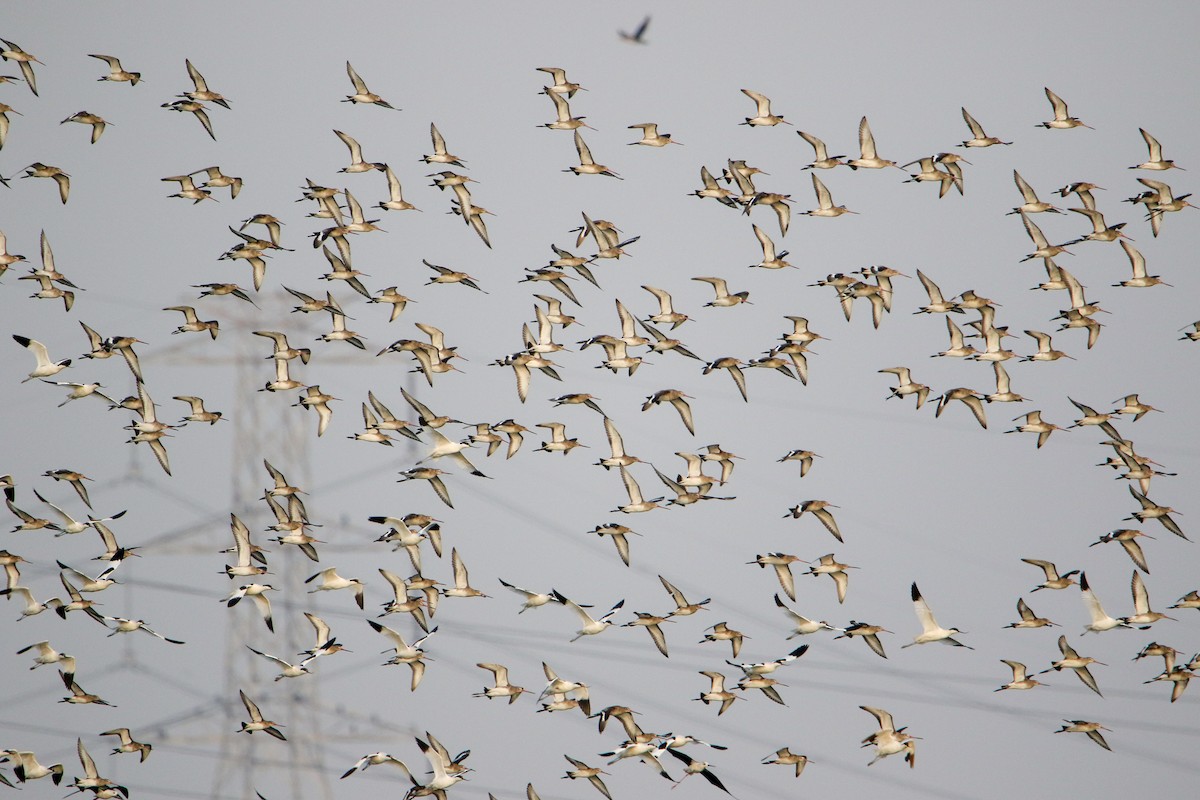 黑尾鷸 - ML647134049