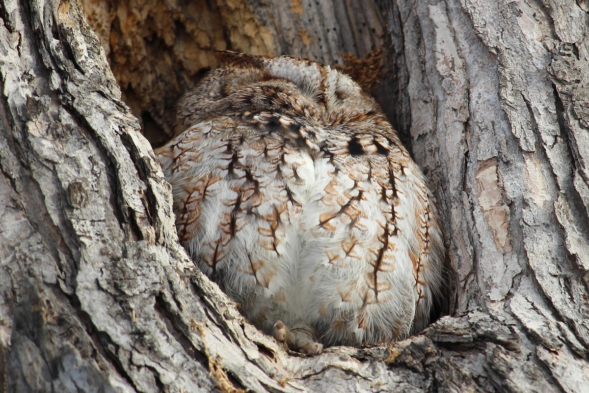 Ostkreischeule - ML647134056