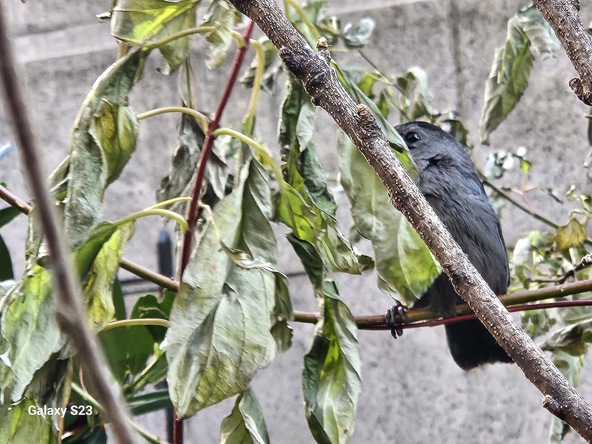 Gray Catbird - ML647134058