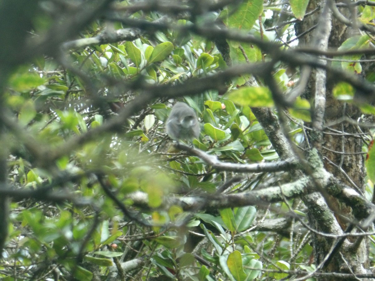 Kauai Elepaio - ML647134059