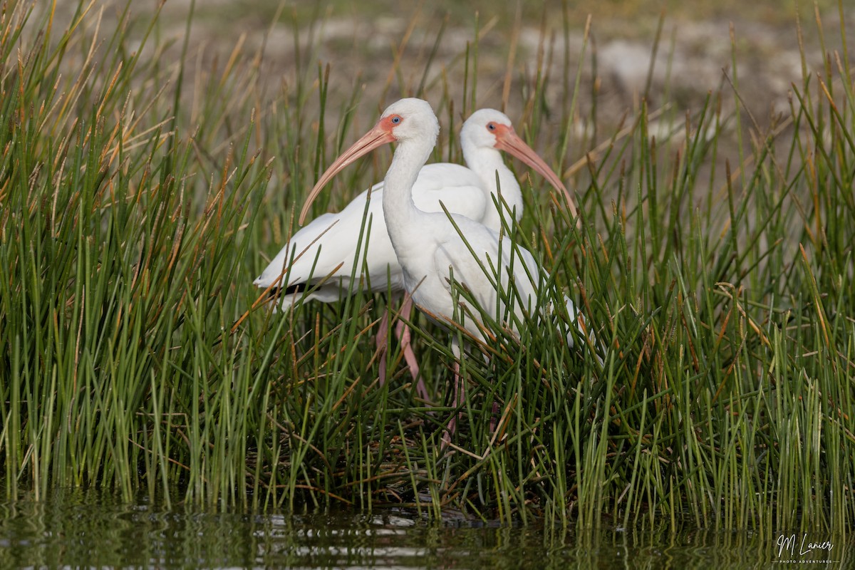 White Ibis - ML647134060