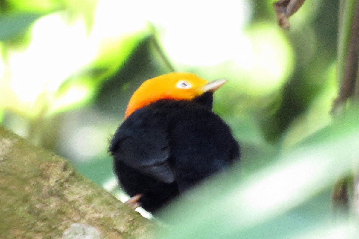 キガシラマイコドリ - ML647134071