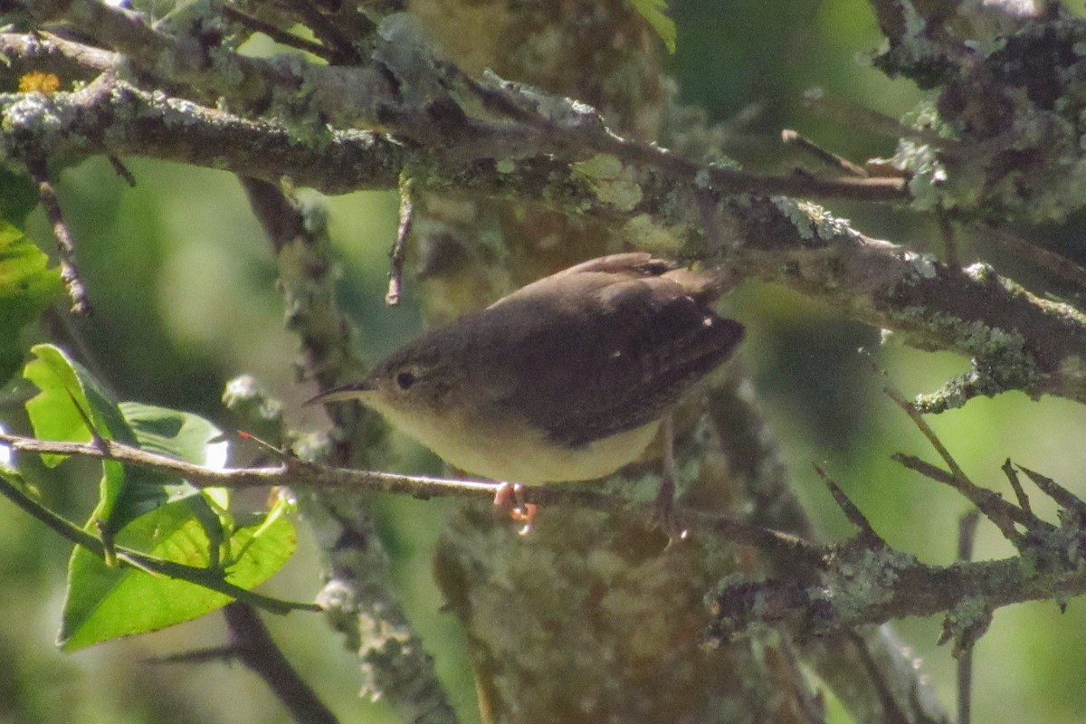 Southern House Wren - ML647134075