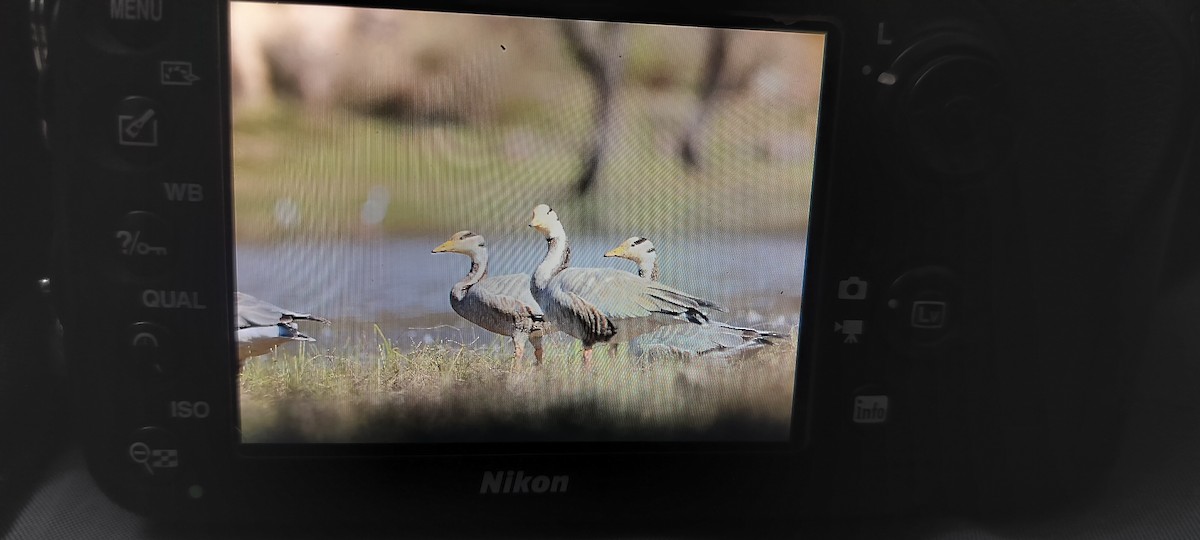 אווז הודי - ML647134077