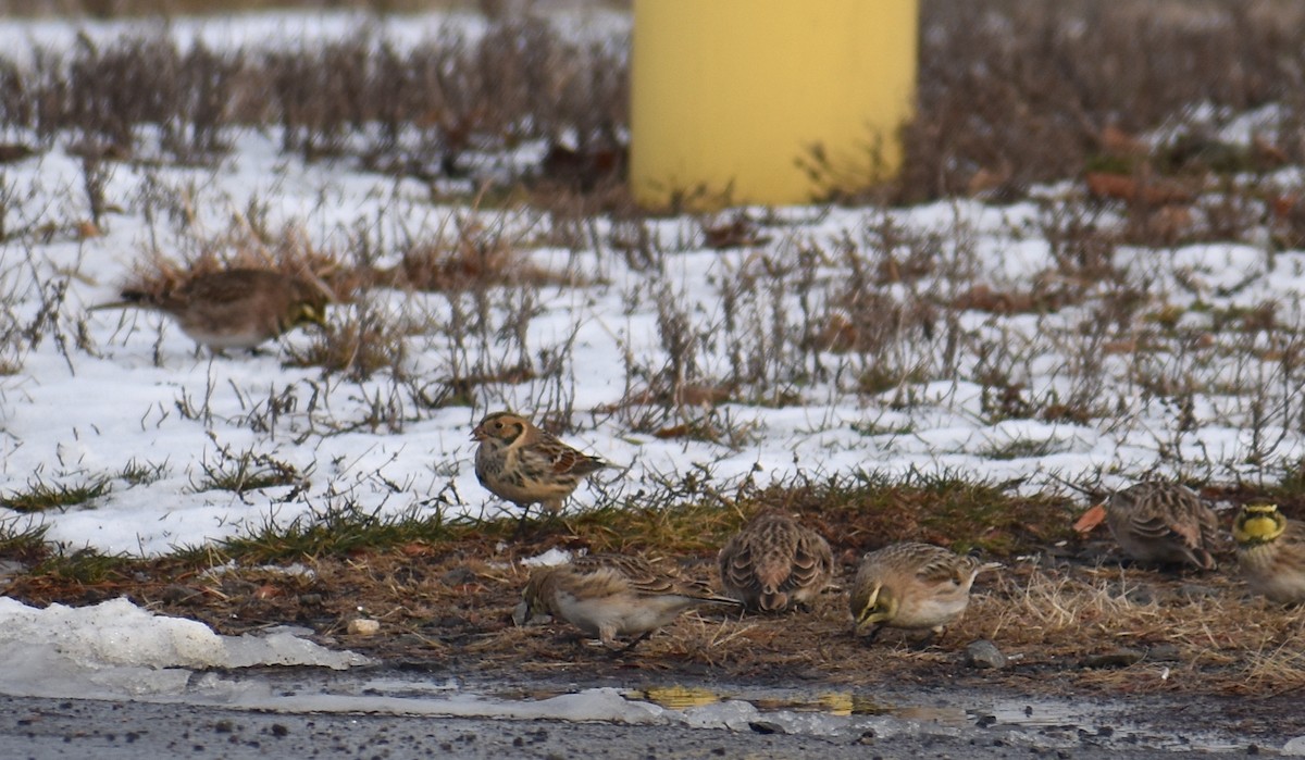 Подорожник лапландський - ML647134078