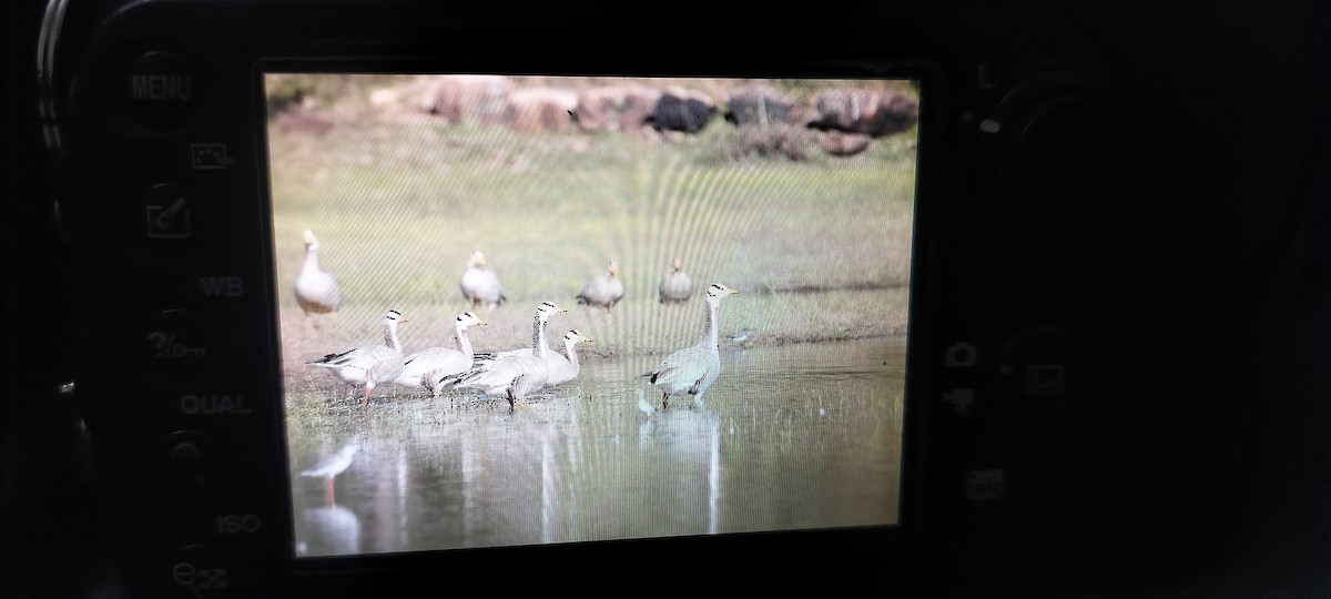 אווז הודי - ML647134079