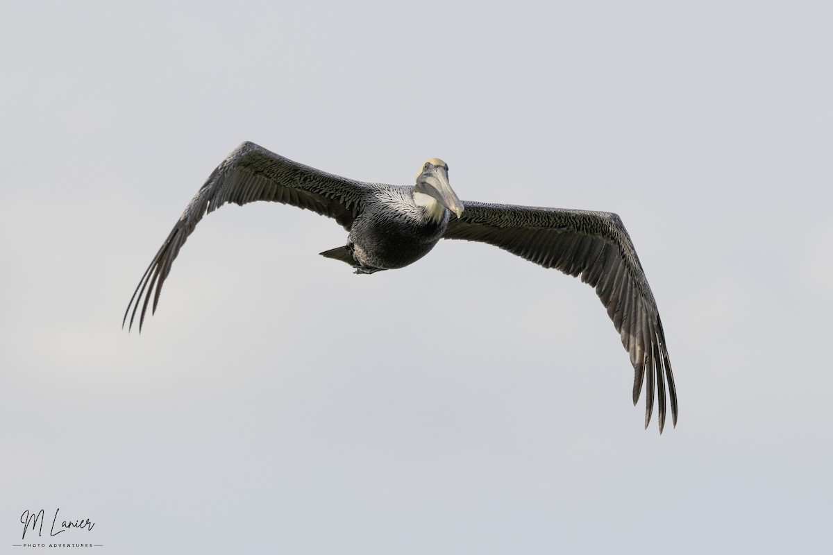 Brown Pelican - ML647134080