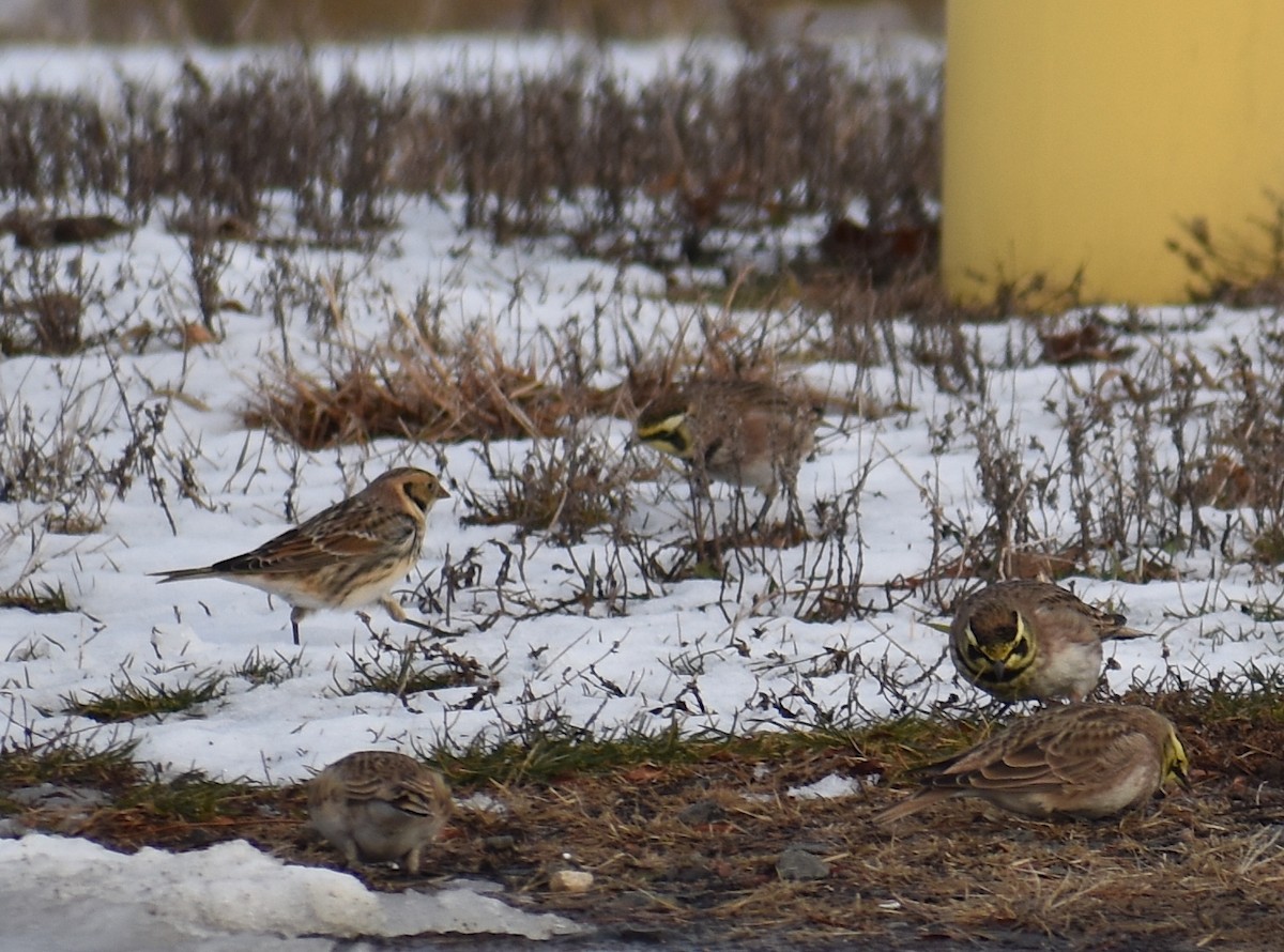 Подорожник лапландський - ML647134081