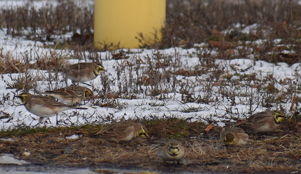 Подорожник лапландський - ML647134086