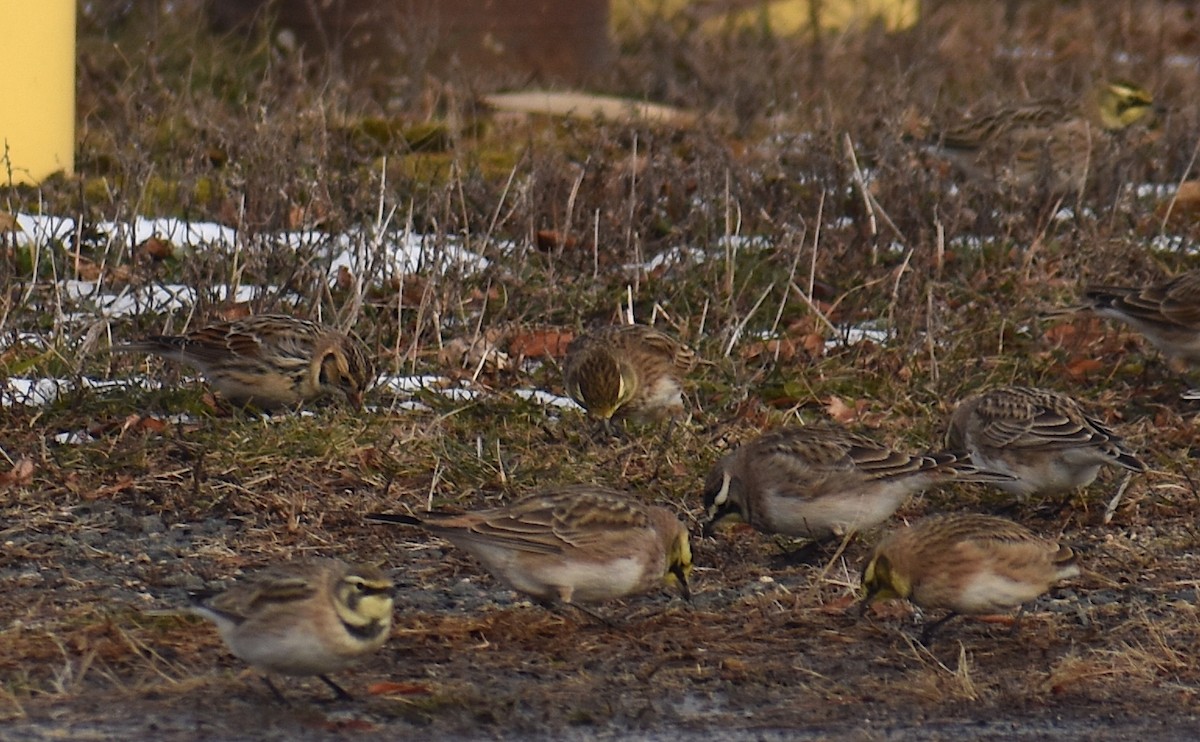 Подорожник лапландський - ML647134088