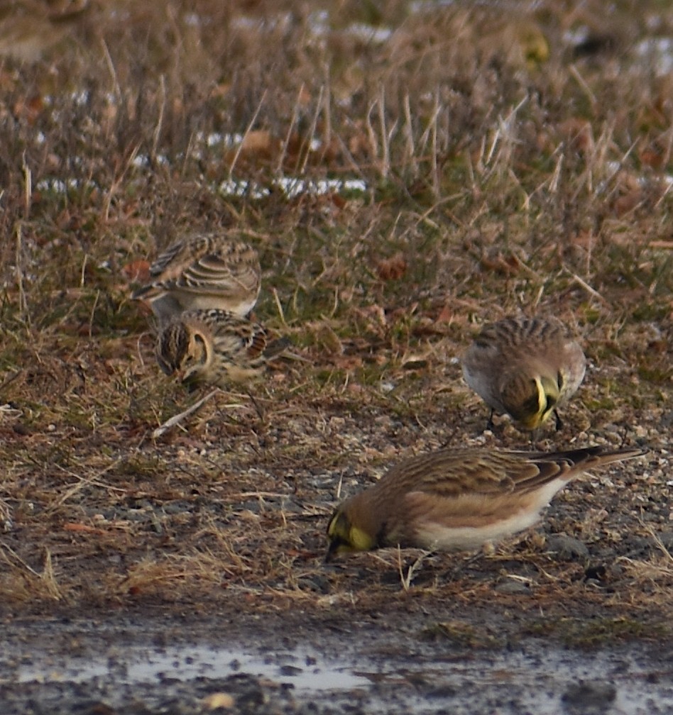 Подорожник лапландський - ML647134094
