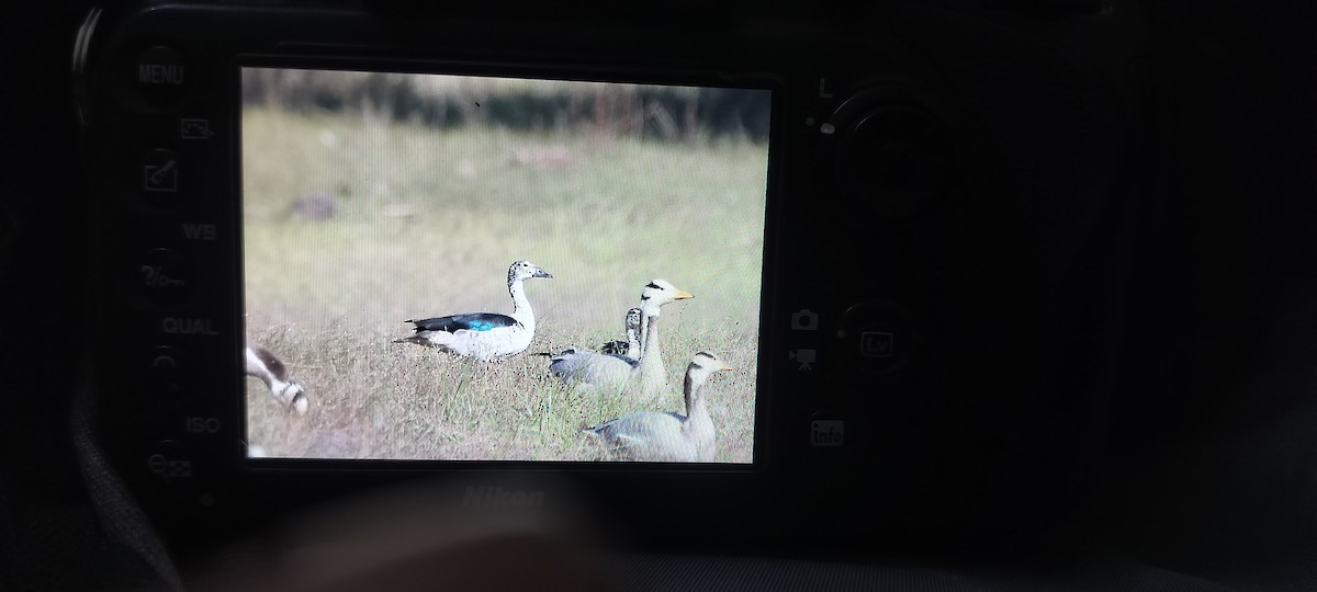 ברווז בלט-מקור - ML647134095