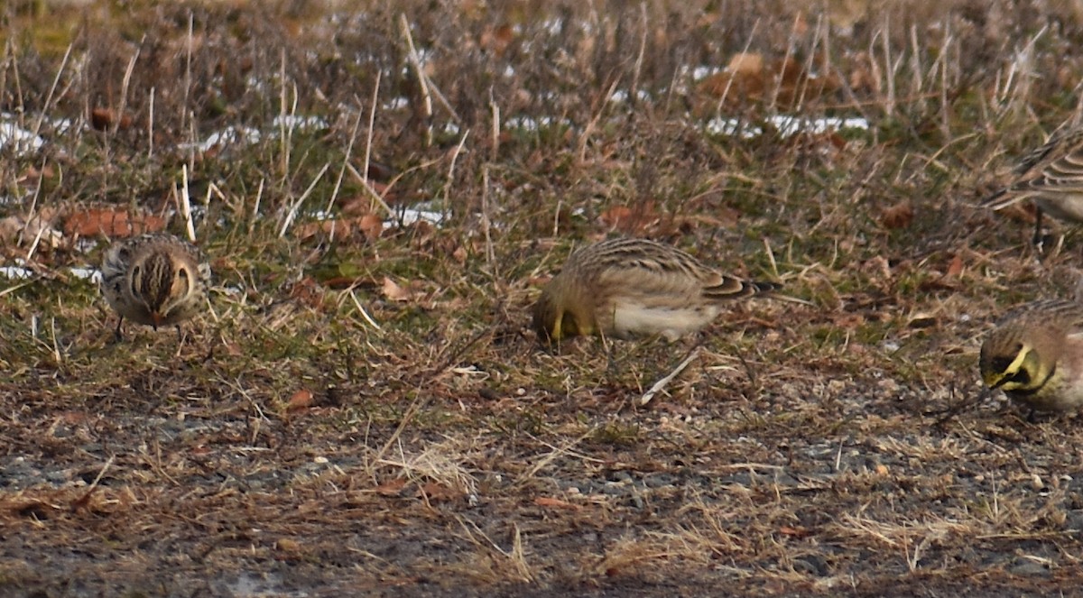 Подорожник лапландський - ML647134098