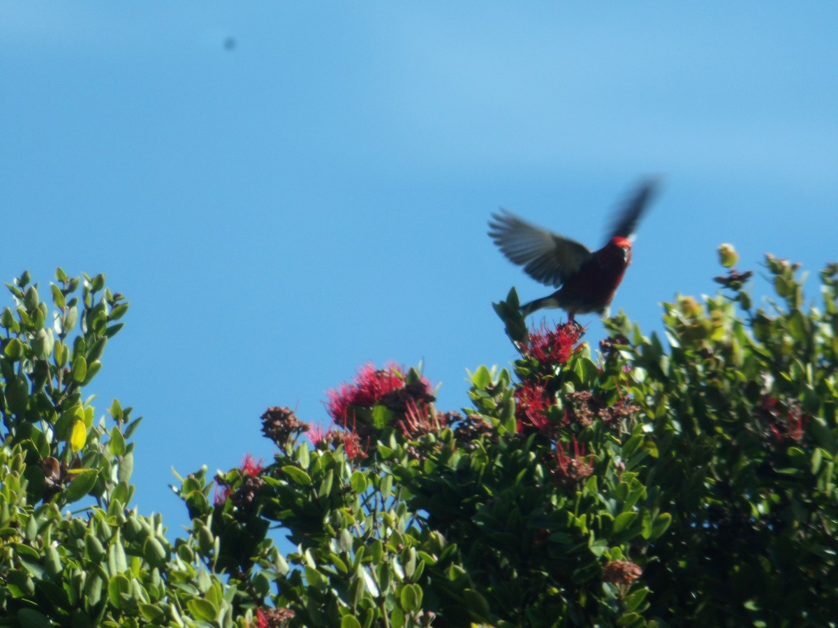 Apapane - ML647134100