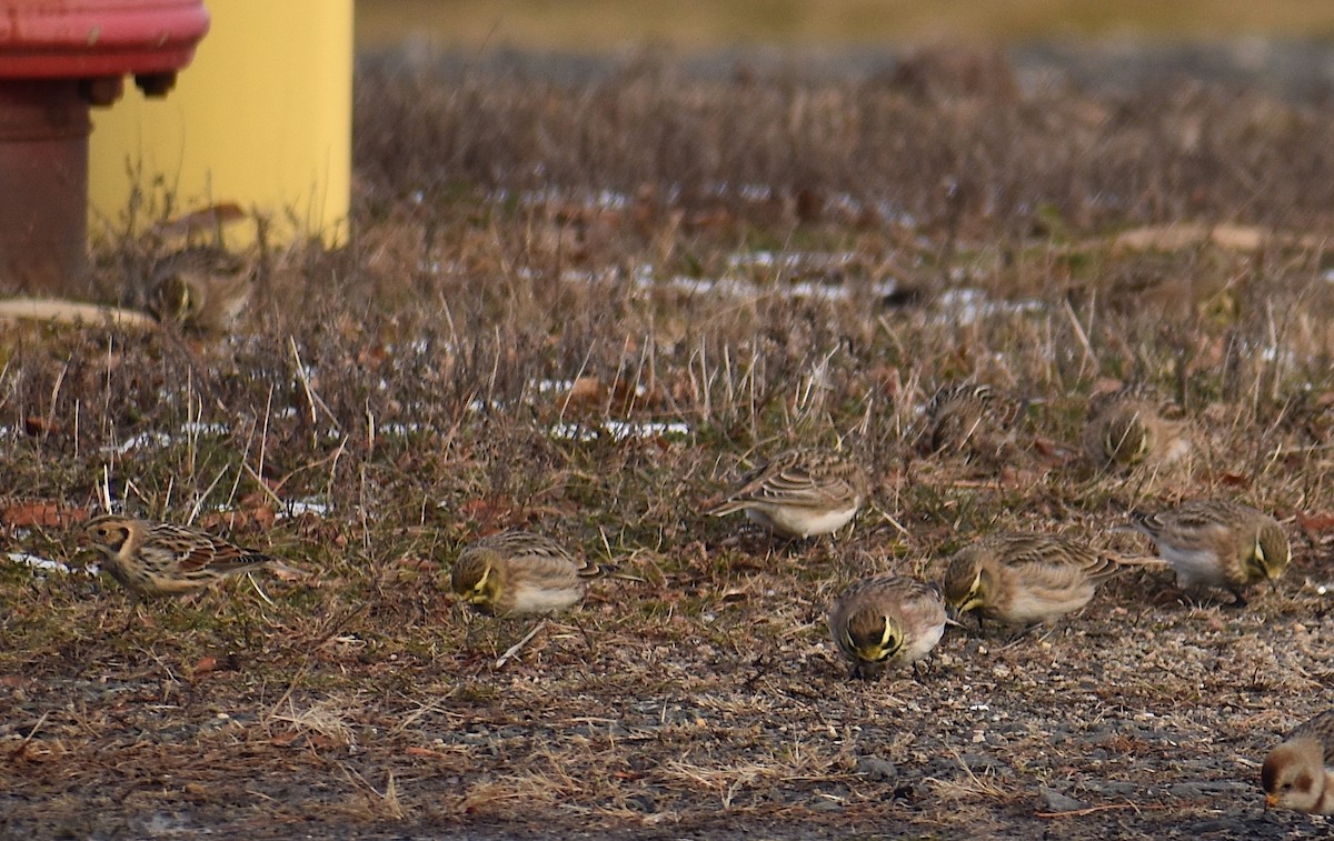 Подорожник лапландський - ML647134102