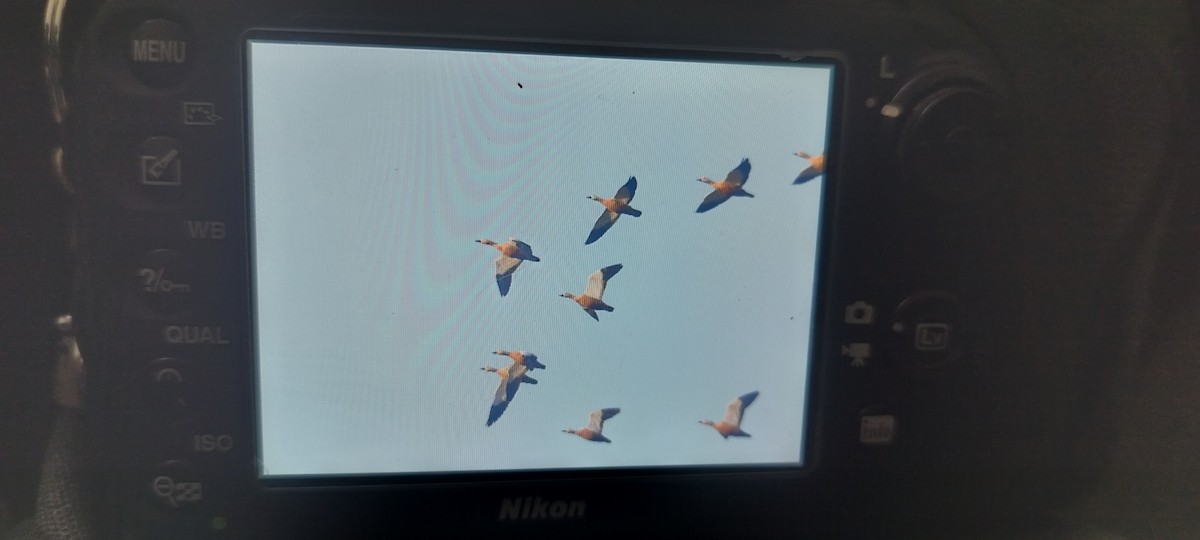 קזרקה חלודית - ML647134104