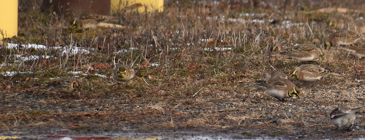 Подорожник лапландський - ML647134105