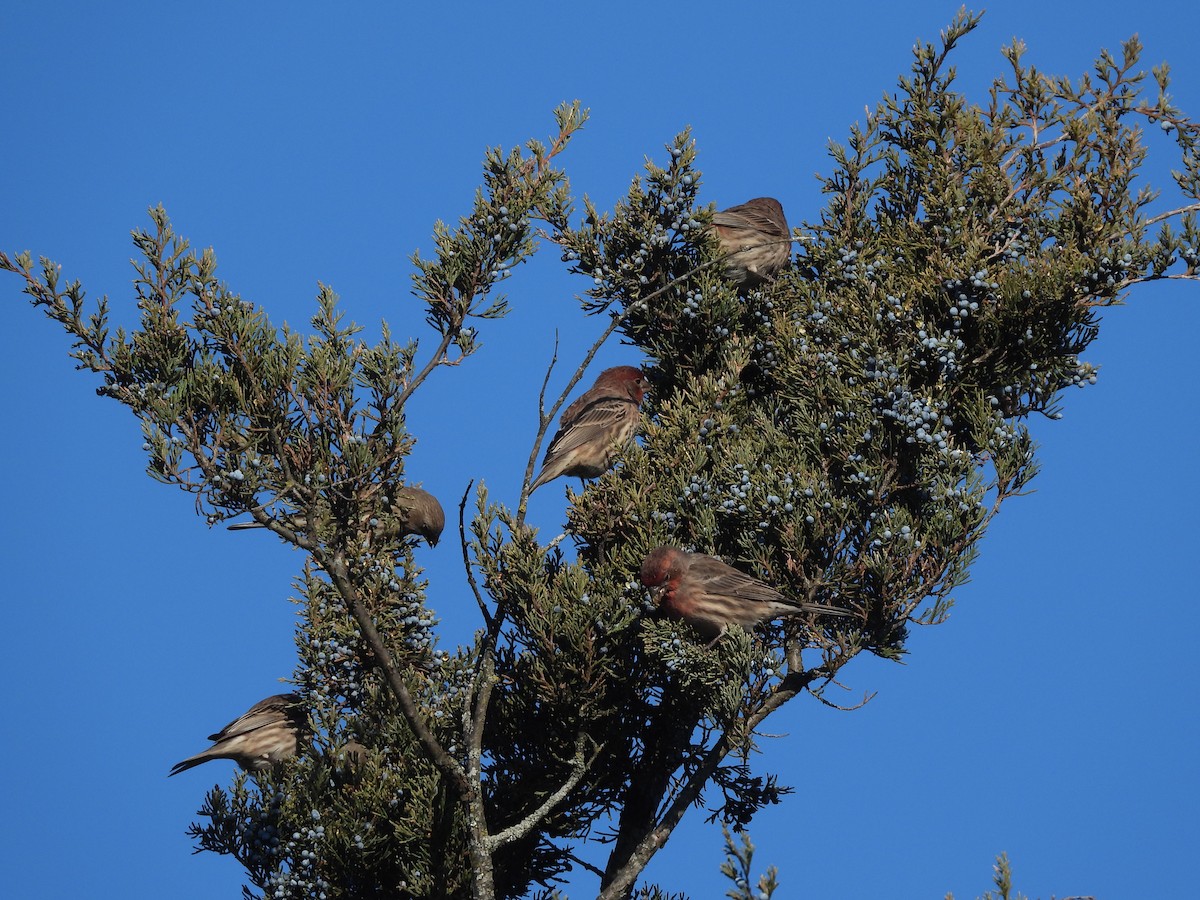 House Finch - ML647134107
