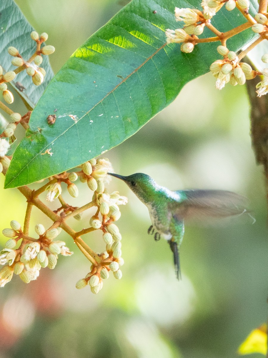 Violet-bellied Hummingbird - ML647134108