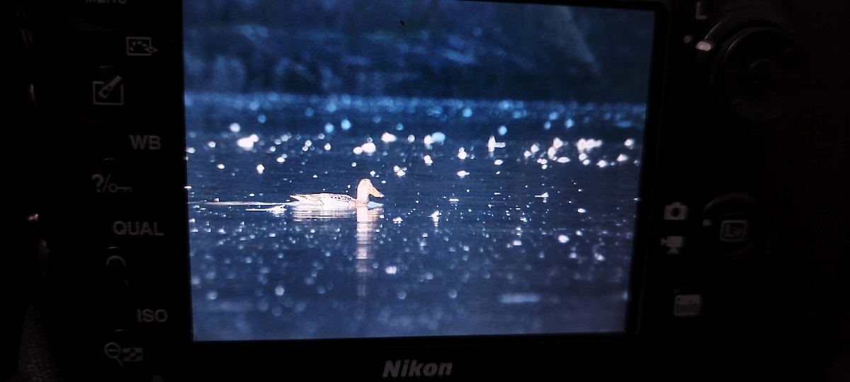 Northern Shoveler - ML647134109