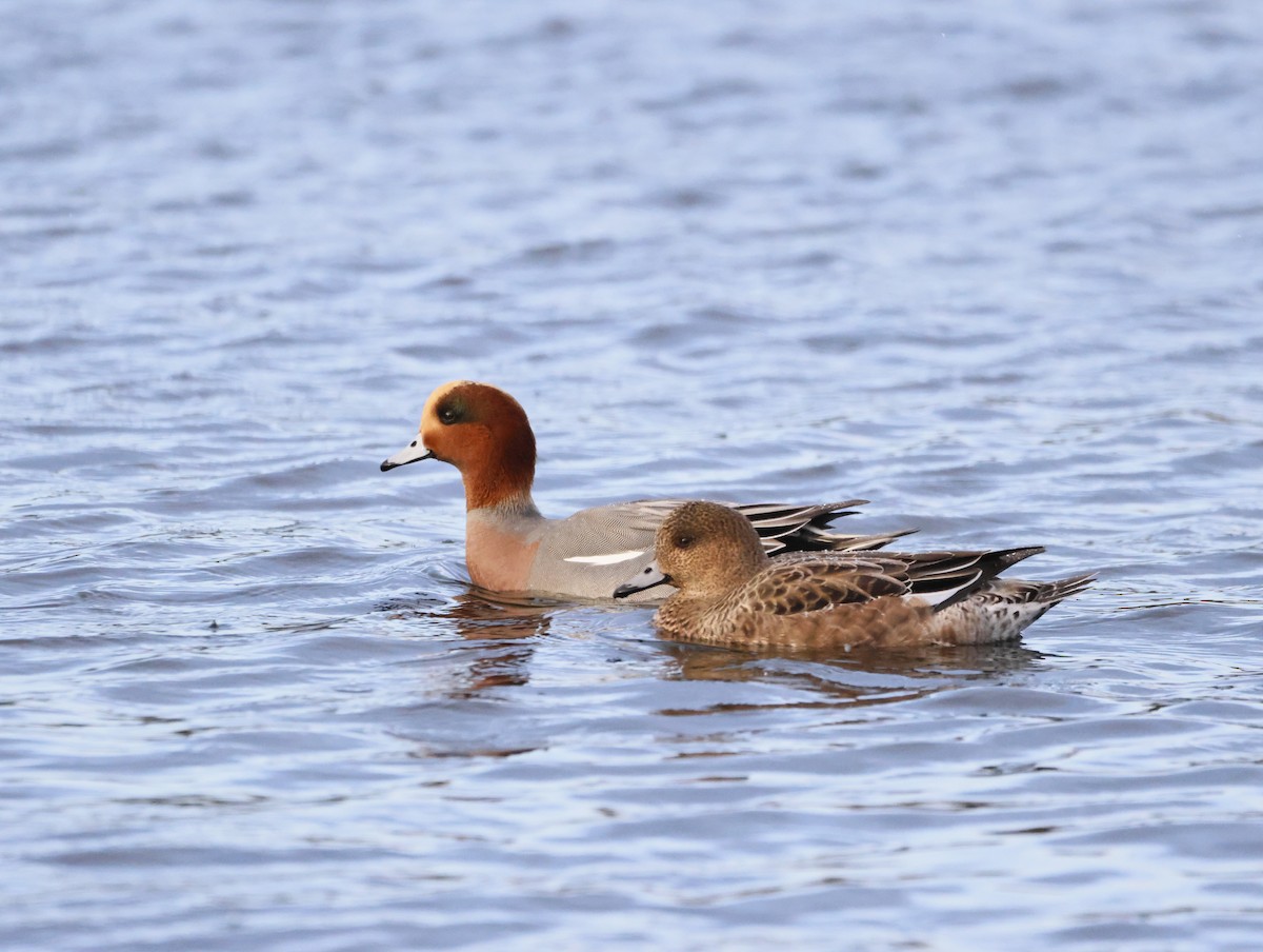 Eurasian Wigeon - ML647134111
