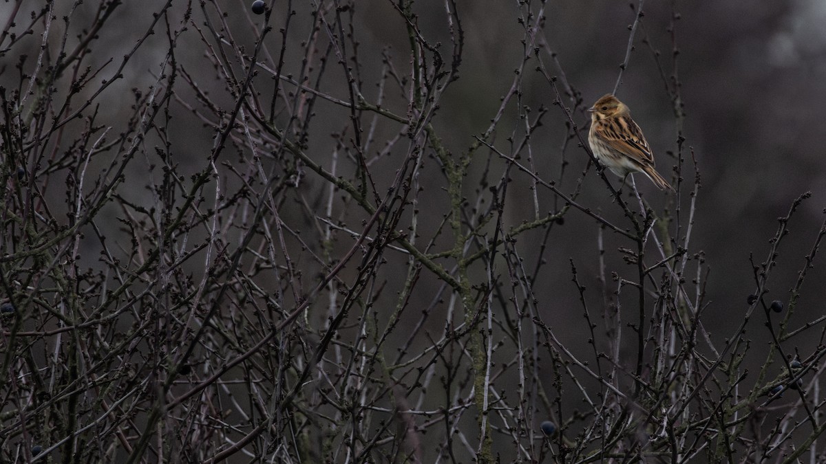 Reed Bunting - ML647134112