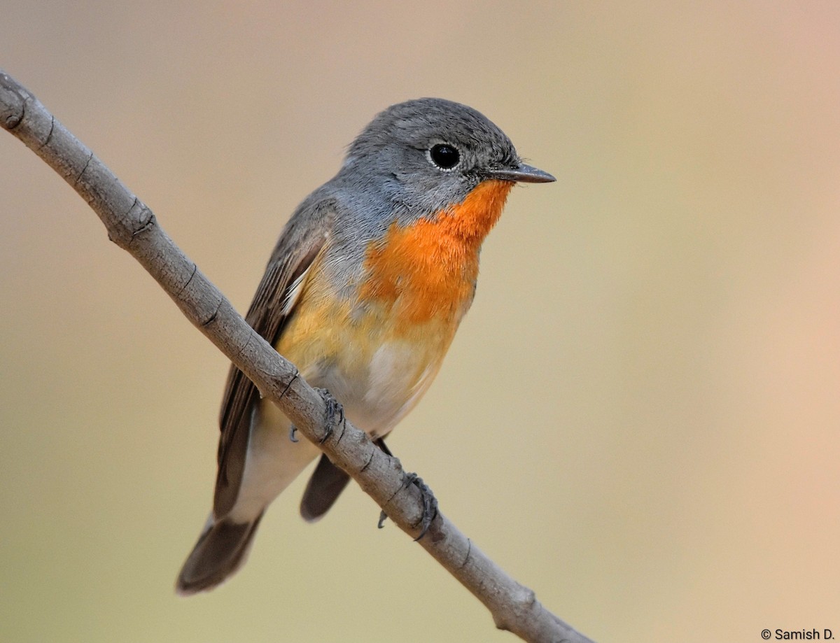 Red-breasted Flycatcher - ML647134113