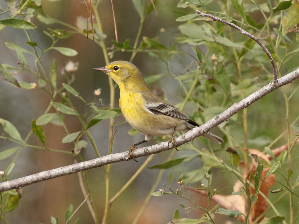 Pine Warbler - ML647134115