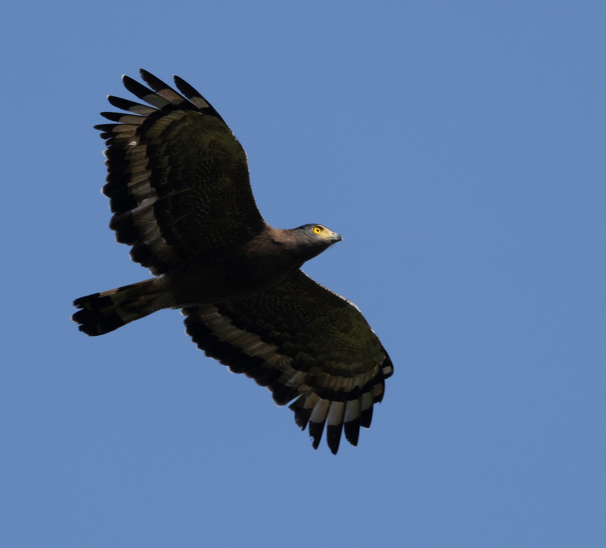 Crested Serpent-Eagle - ML647134116
