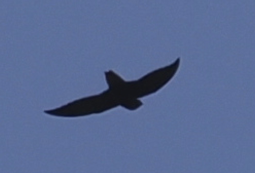 Short-tailed Swift - ML647134118