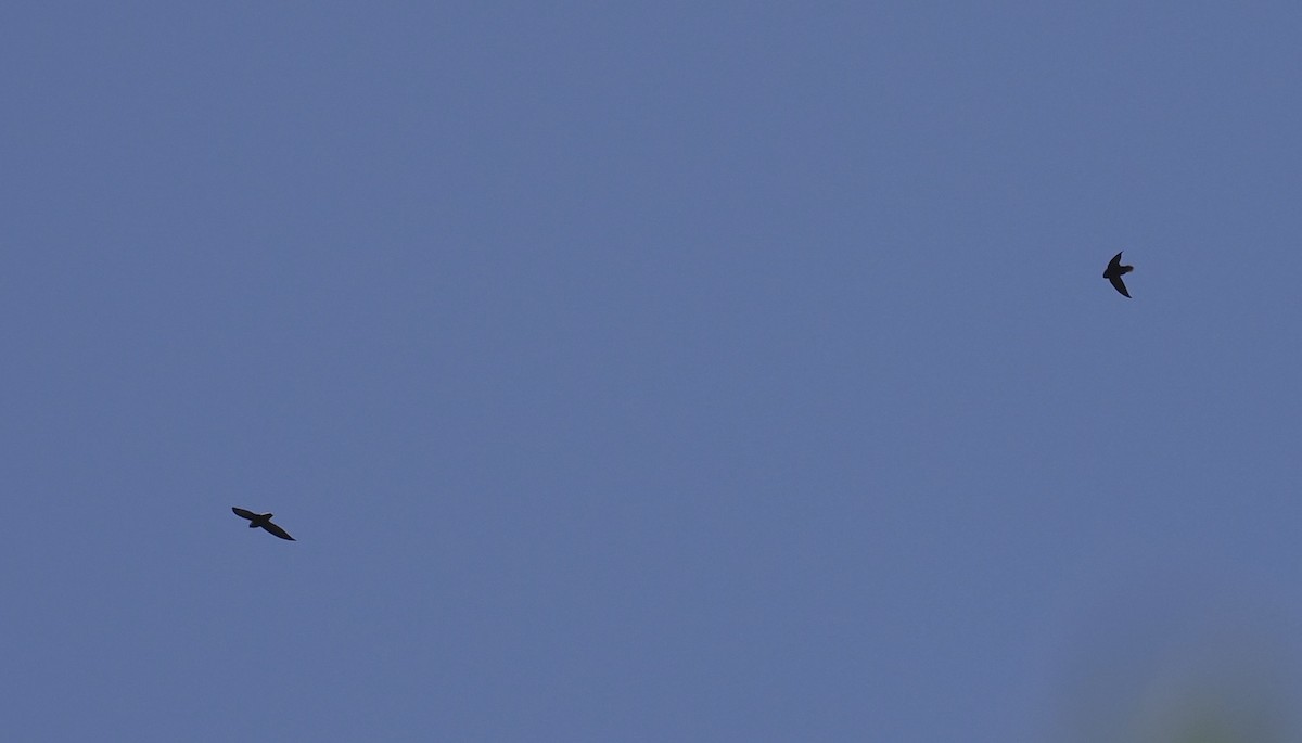 Short-tailed Swift - ML647134119