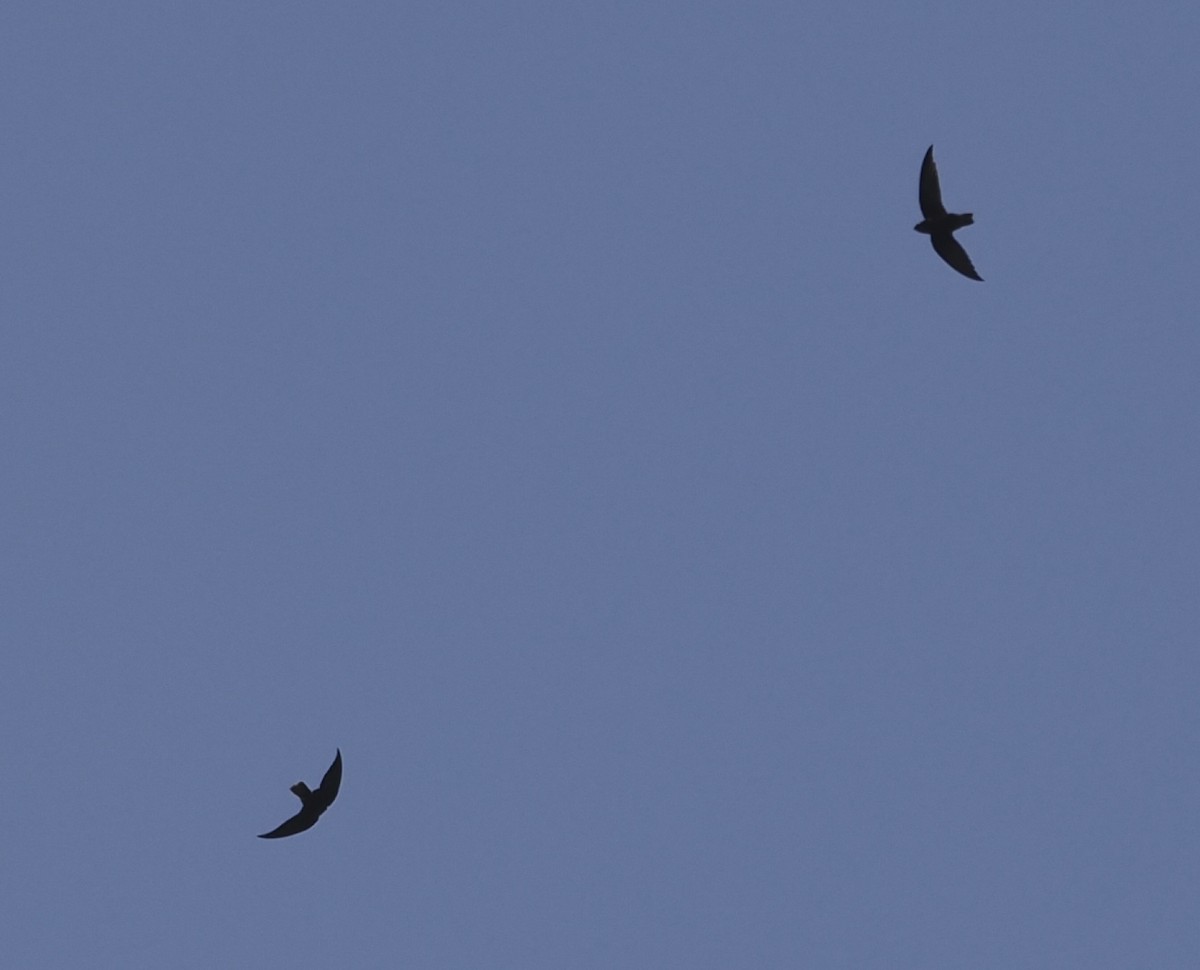 Short-tailed Swift - ML647134121