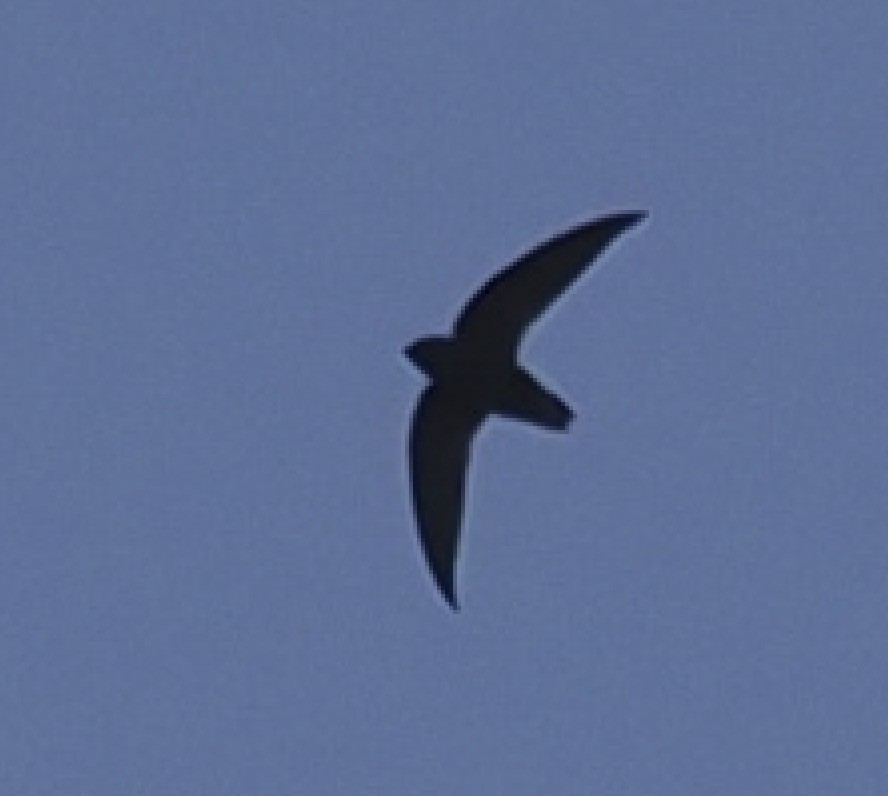 Short-tailed Swift - ML647134122
