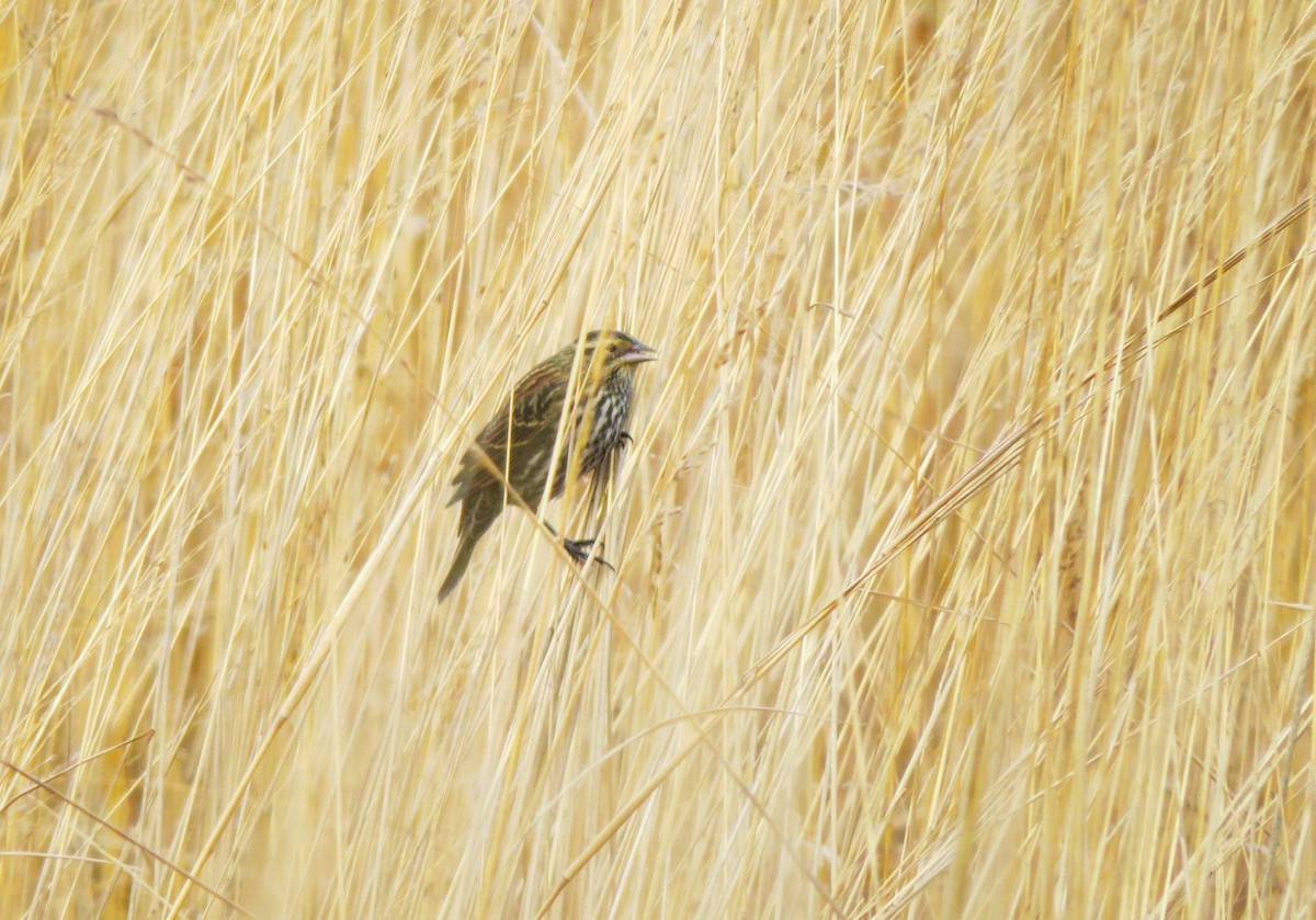Red-winged Blackbird - ML647134123