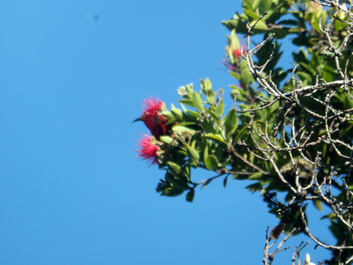 Apapane - ML647134125