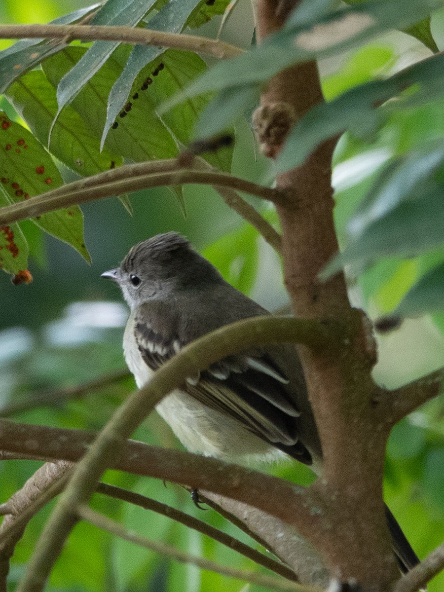 Yellow-bellied Elaenia - ML647134129