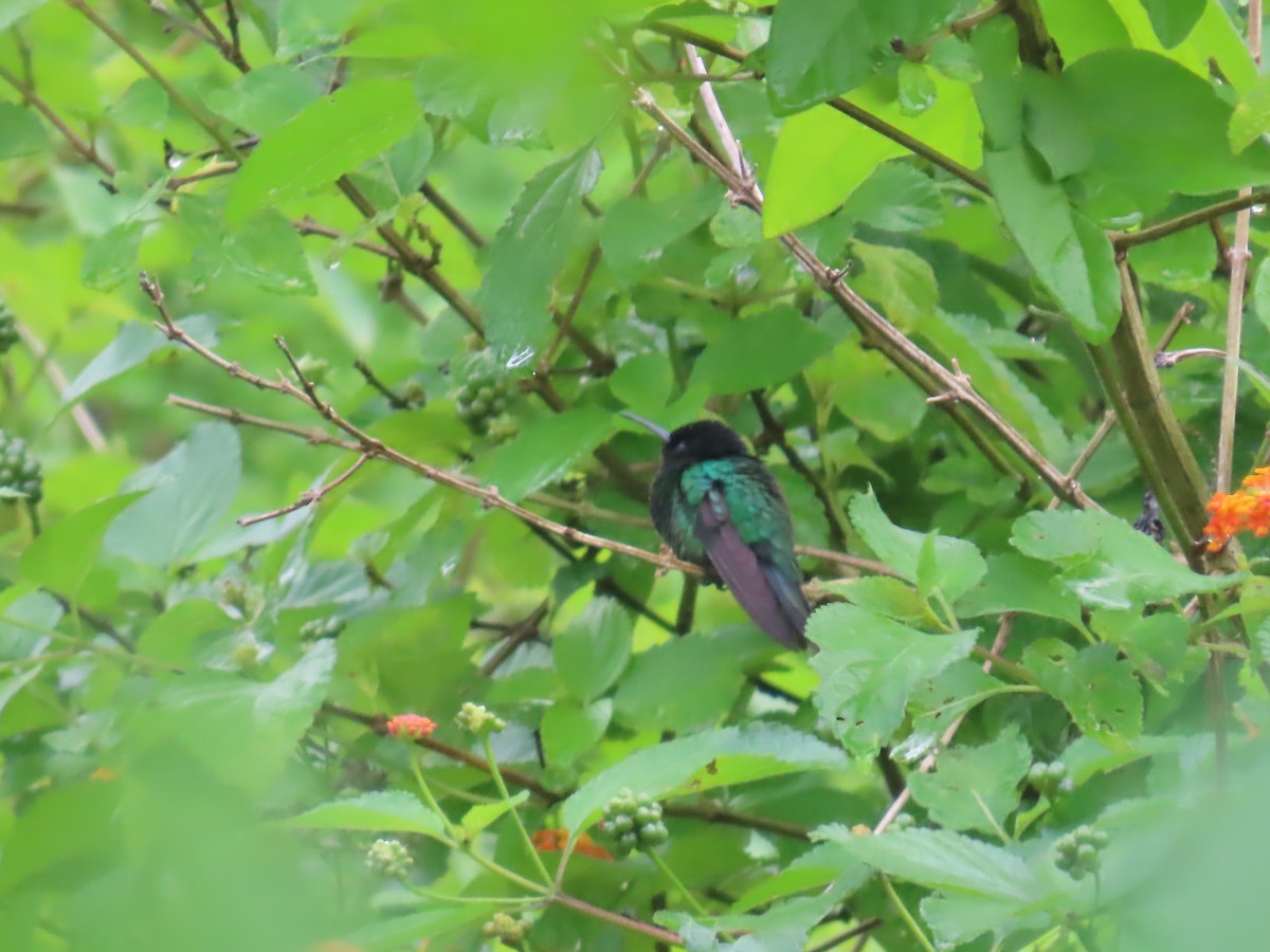 Black-billed Streamertail - ML647134134