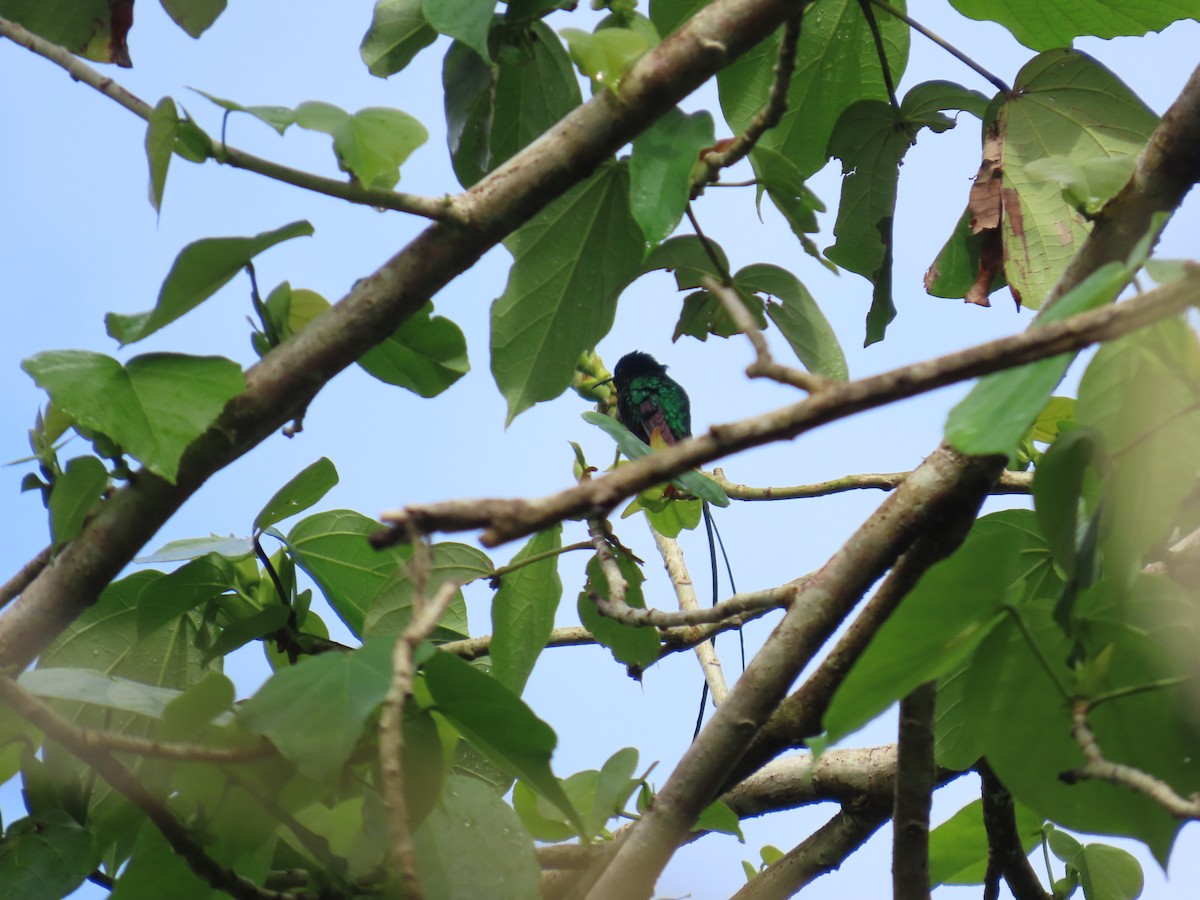 Black-billed Streamertail - ML647134135