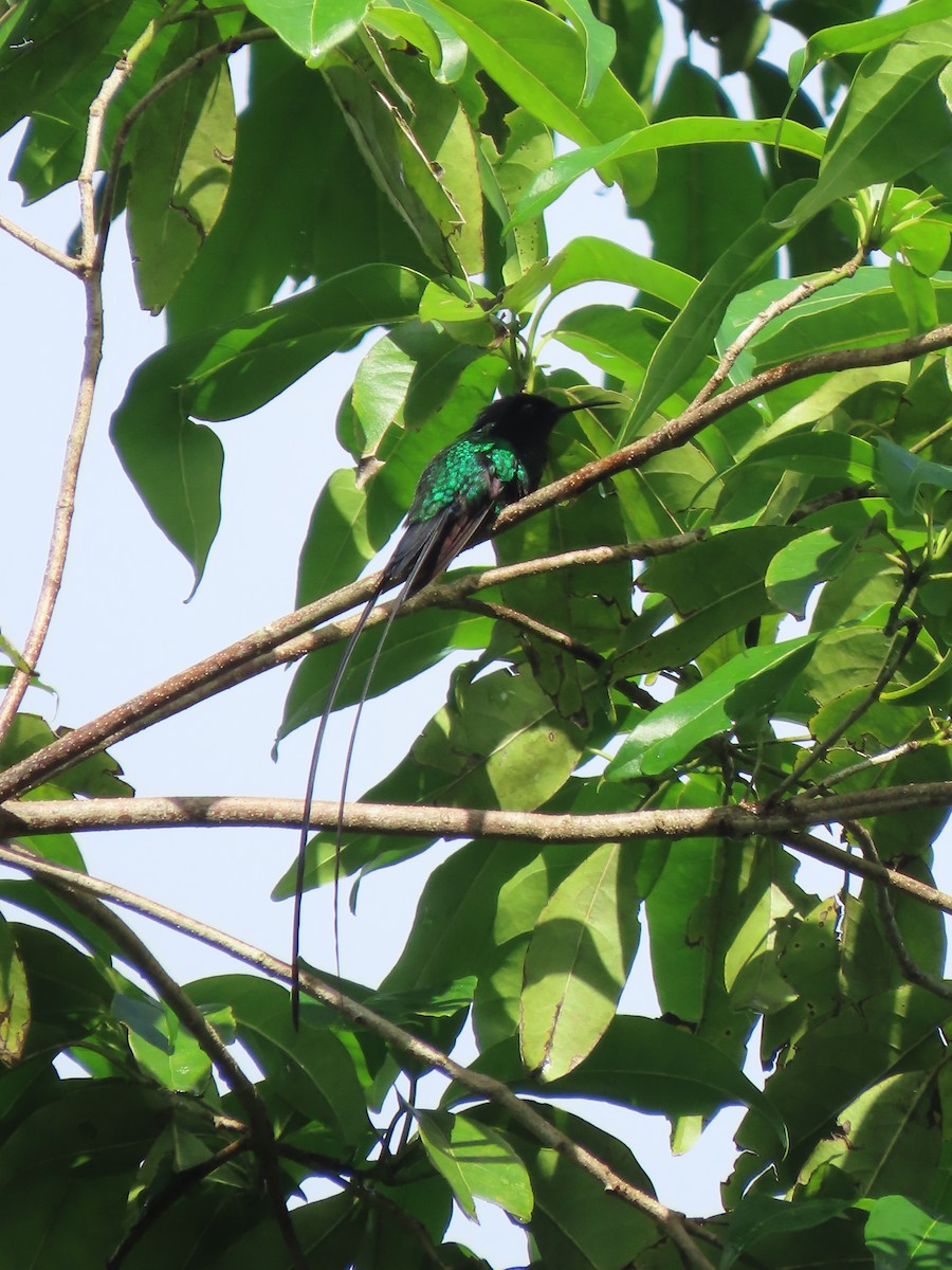 Black-billed Streamertail - ML647134136
