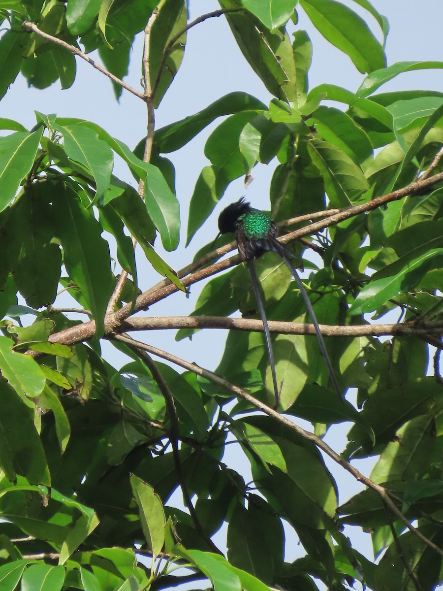 Black-billed Streamertail - ML647134137