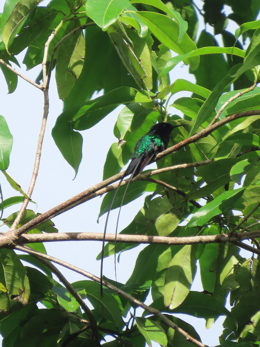 Black-billed Streamertail - ML647134138