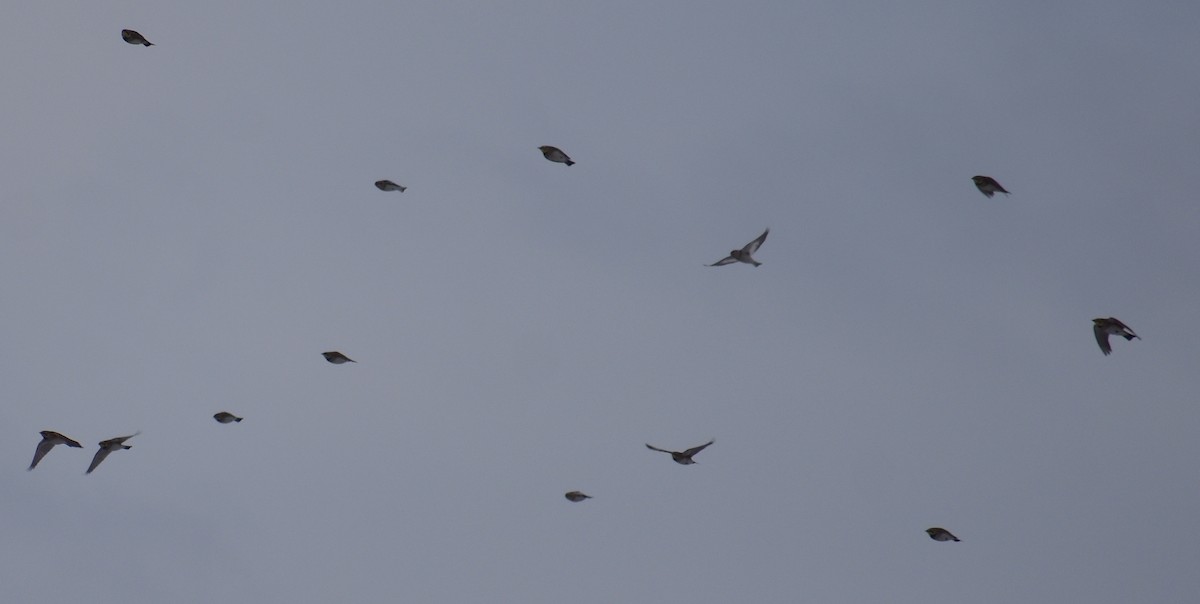 Snow Bunting - ML647134139