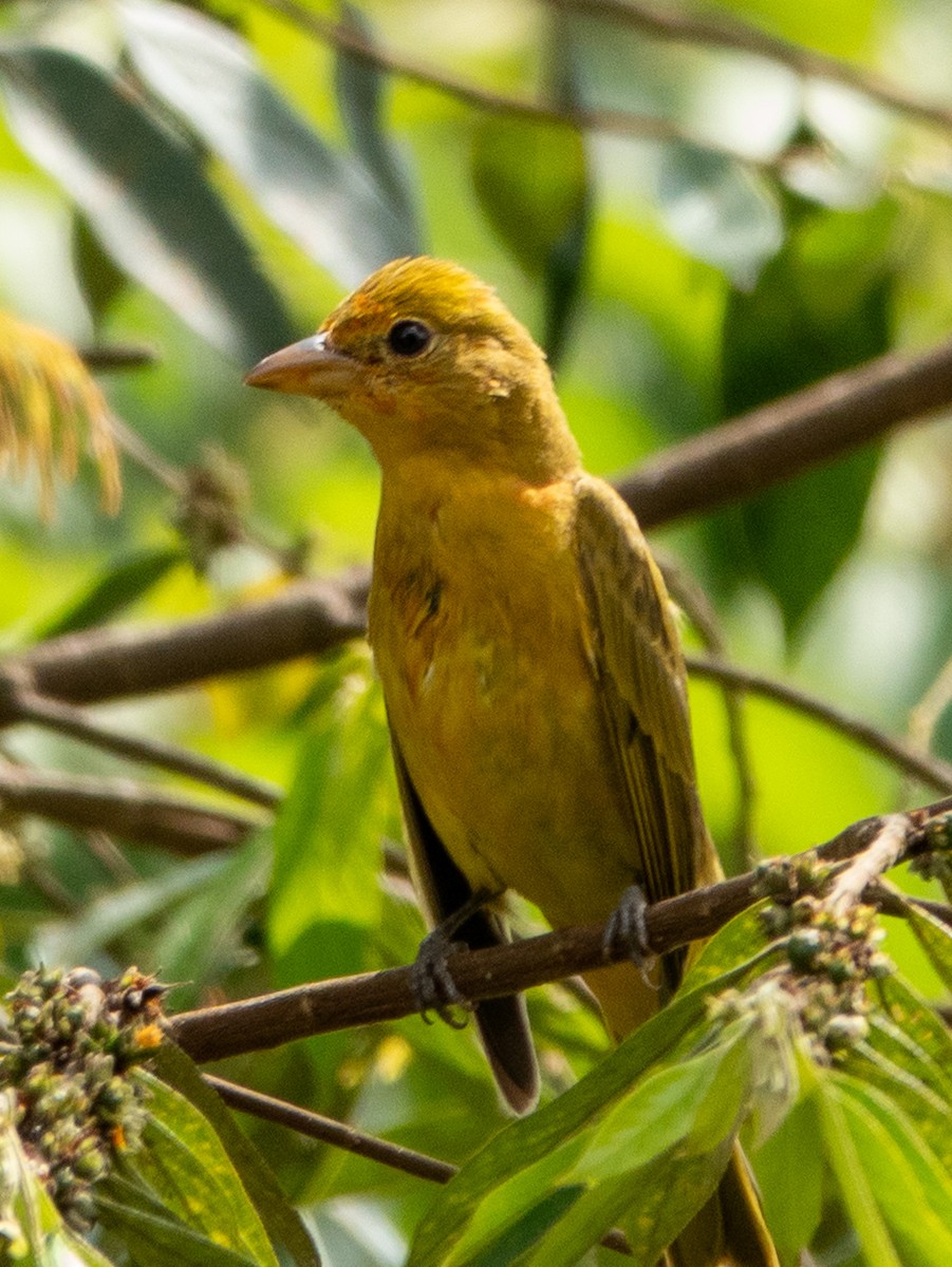 Summer Tanager - ML647134140